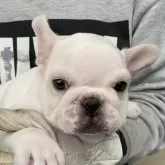 フレンチブルドッグ【静岡県・男の子・2024年12月18日・ホワイトクリーム】の写真1「耳が立ちました。」