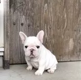 フレンチブルドッグ