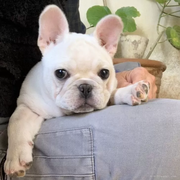 ID：2401-03762の子犬