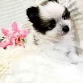 ポメラニアン