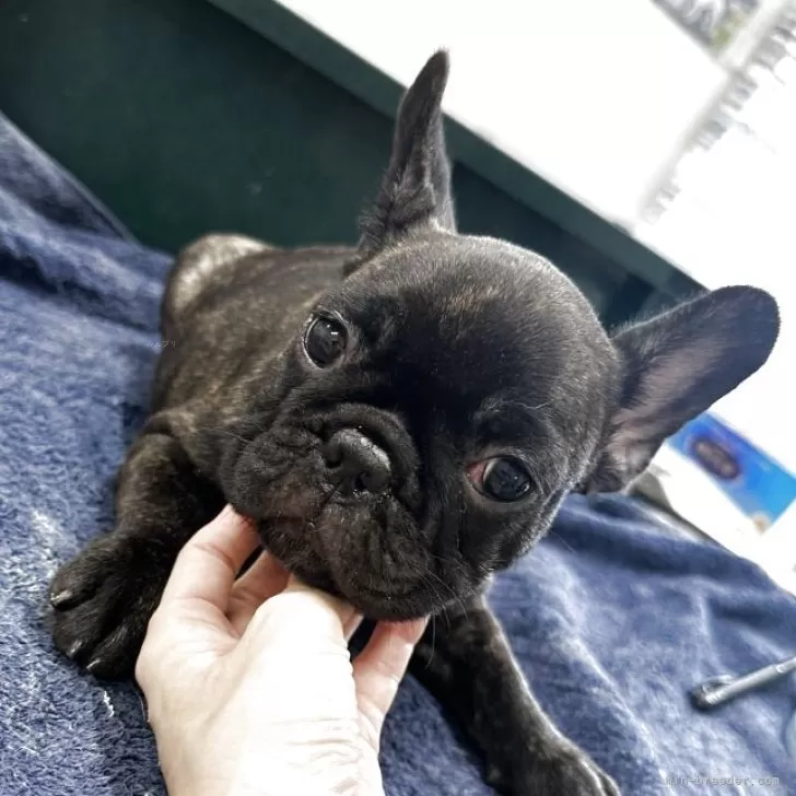 ID：2507-02632の子犬