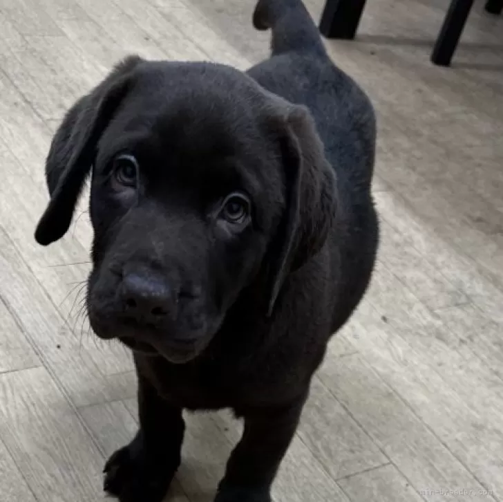 ID:2412-06676の子犬