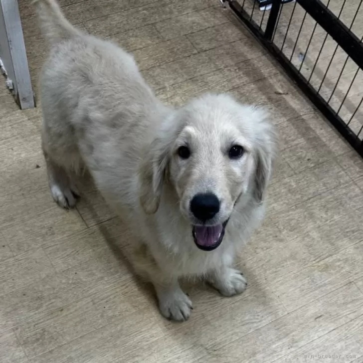 H.Y 様のお迎えした子犬