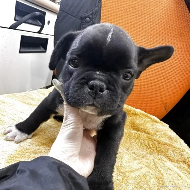 ID:2504-00458の子犬