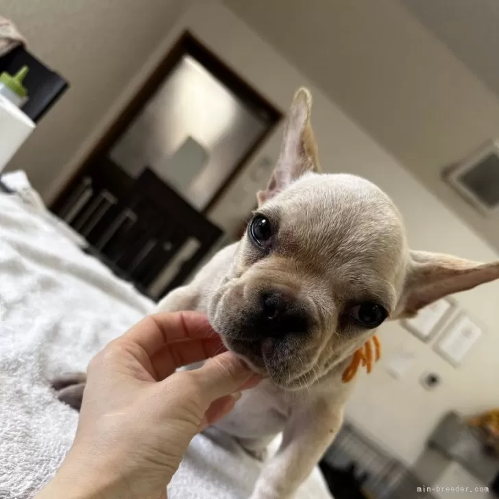 ID：2504-05826の子犬