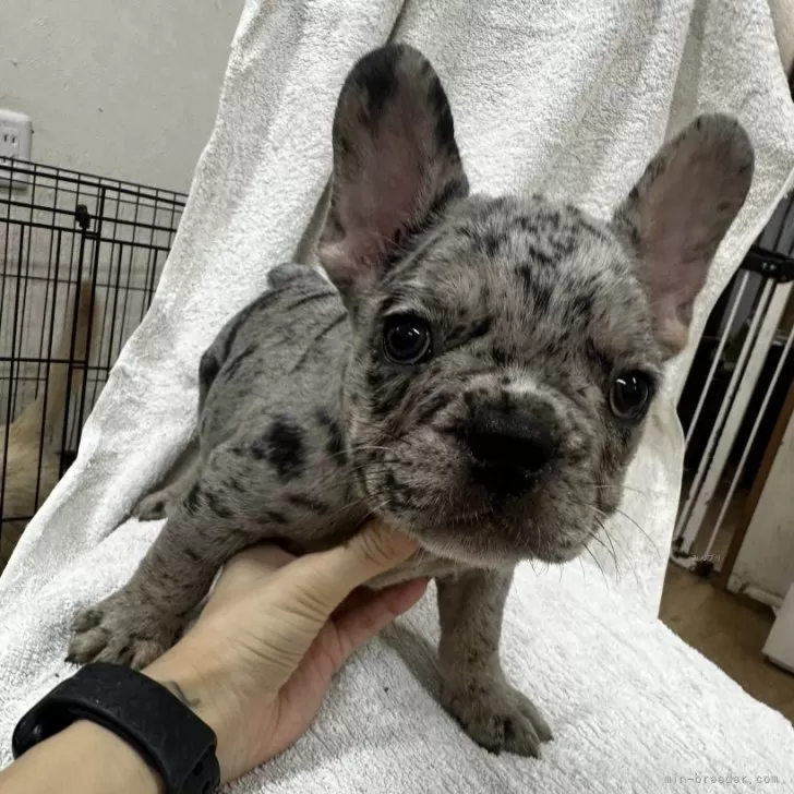 のん 様のお迎えした子犬