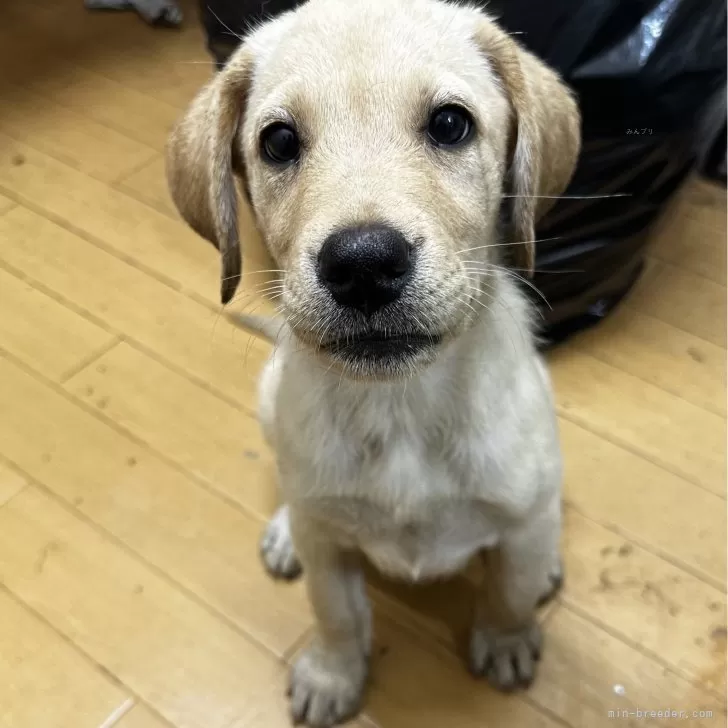 ID：2505-02903の子犬