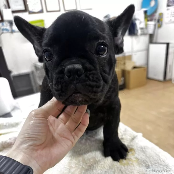 ID：2501-07267の子犬