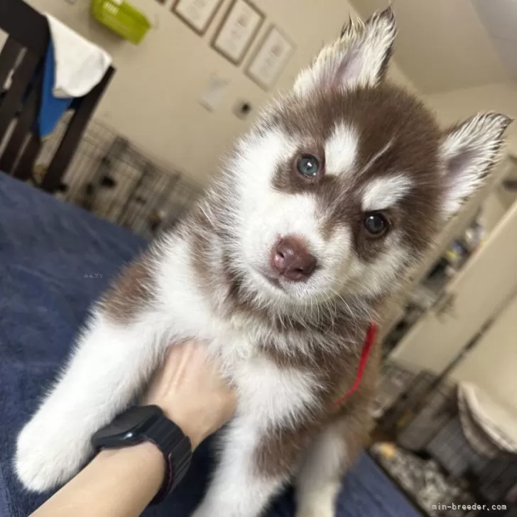 ID:2505-05419の子犬