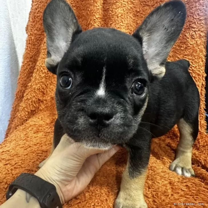 M.N 様のお迎えした子犬