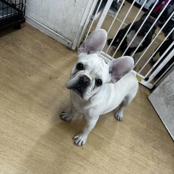 ID：2502-02789の子犬