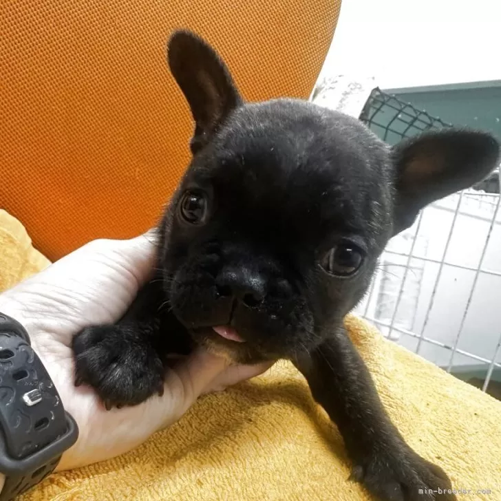 モコ 様のお迎えした子犬