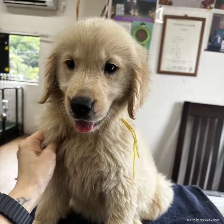 シュン 様のお迎えした子犬
