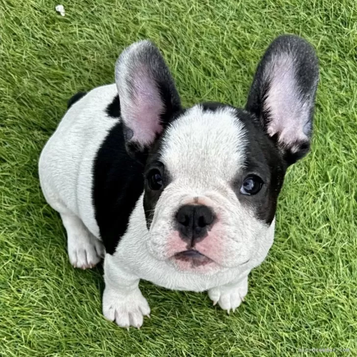 ID:2503-06877の子犬