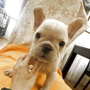 フレンチブルドッグ【千葉県・男の子・2025年8月2日・クリーム】の写真「チャンピオン直子の男の子👑」