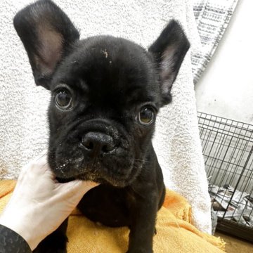 フレンチブルドッグ【千葉県・男の子・2025年10月19日・ブリンドル】の写真「整った顔立ちの男の子🩷」