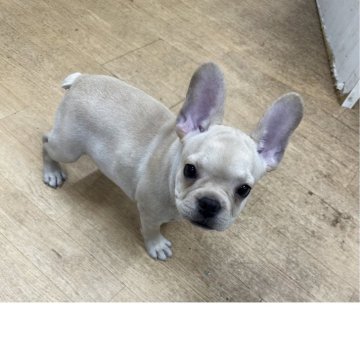 フレンチブルドッグ【千葉県・女の子・2025年8月2日・クリーム】の写真「チャンピオン直子👑美人さん🩷」
