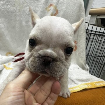 フレンチブルドッグ【千葉県・女の子・2025年5月27日・クリーム】の写真「むっちりボディー🥰🥰」