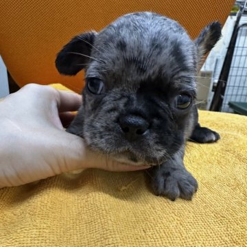 フレンチブルドッグ【千葉県・男の子・2025年9月12日・ブルーマール】の写真「おっとり系の男の子😍😍」