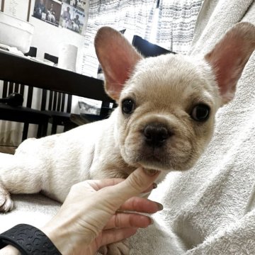 フレンチブルドッグ【千葉県・男の子・2025年7月14日・クリーム】の写真「可愛い顔立ちの男の子🥰」