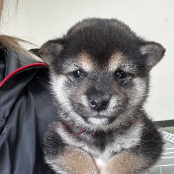 柴犬(豆柴)【千葉県・女の子・2025年1月13日・黒】の写真「優しいお顔☺️💖」