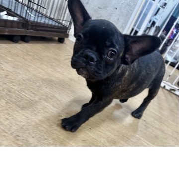 フレンチブルドッグ【千葉県・女の子・2025年7月14日・ブリンドル】の写真「大人しい女の子🩷」