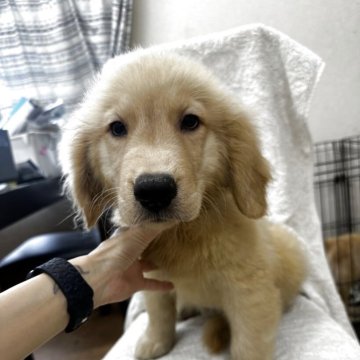 ゴールデンレトリバー【千葉県・男の子・2025年6月12日・ゴールド】の写真「チャンピオン直子の男の子💓‪」