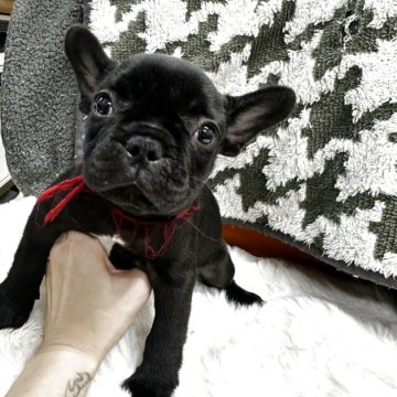 フレンチブルドッグ【千葉県・女の子・2025年10月17日・ブリンドル】の写真「かわいい女の子♥️♥️」