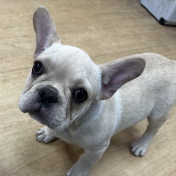 フレンチブルドッグ【千葉県・男の子・2025年7月14日・クリーム】の写真「可愛い顔立ちの男の子🥰」