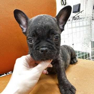 フレンチブルドッグ【千葉県・男の子・2025年8月5日・ブリンドル】の写真「たれめの男の子🥰🥰」