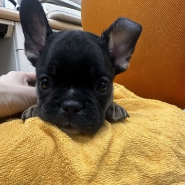 フレンチブルドッグ【千葉県・男の子・2025年9月12日・ブラックタン】の写真「ブラックタンの男の子💓💓」