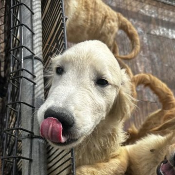 ゴールデンレトリバー【千葉県・男の子・2025年6月12日・ゴールド】の写真「チャンピオン直子の男の子🧡」