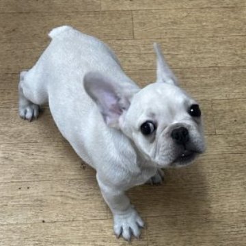 フレンチブルドッグ【千葉県・男の子・2025年8月2日・クリーム】の写真「チャンピオン直子👑お顔💯」