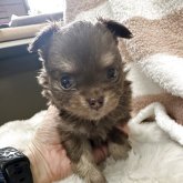 チワワ(ロング)