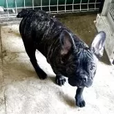 フレンチブルドッグ