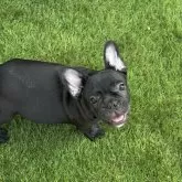 フレンチブルドッグ