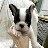 フレンチブルドッグ