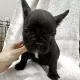 フレンチブルドッグ