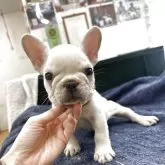 フレンチブルドッグ