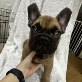 フレンチブルドッグ
