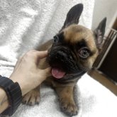 フレンチブルドッグ