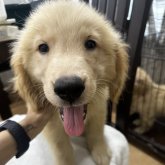 ゴールデンレトリバー