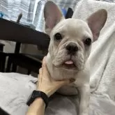 フレンチブルドッグ