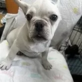 フレンチブルドッグ【千葉県・男の子・2025年8月2日・クリーム】の写真1