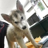 シベリアンハスキー