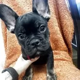 フレンチブルドッグ