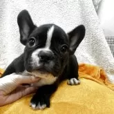 フレンチブルドッグ