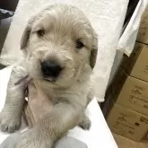 ゴールデンレトリバー【千葉県・女の子・2025年12月22日・ゴールド】の写真1