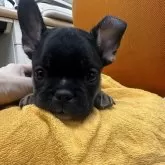 フレンチブルドッグ【千葉県・男の子・2025年9月12日・ブラックタン】の写真1