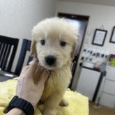 ゴールデンレトリバー